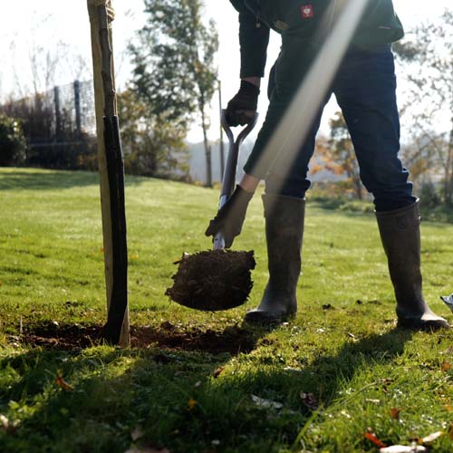 Plant your trees in the autumn for better establishment 1