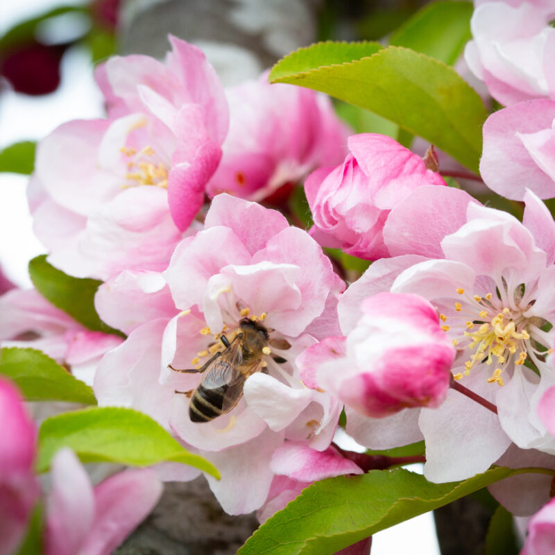 How Trees Benefit Bees 2