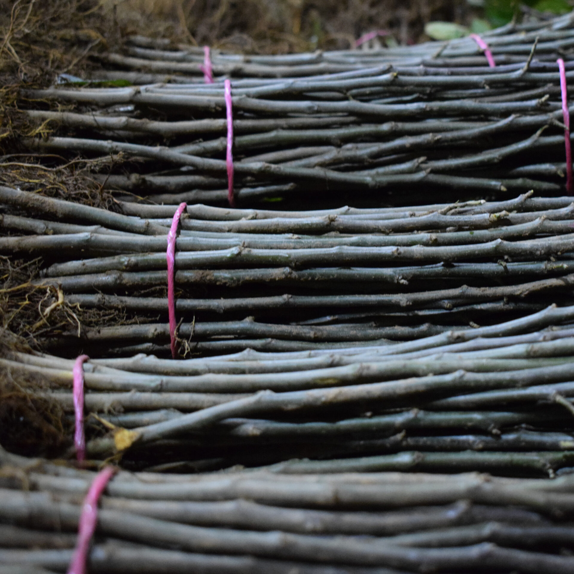 Rootstocks for Fruit 2