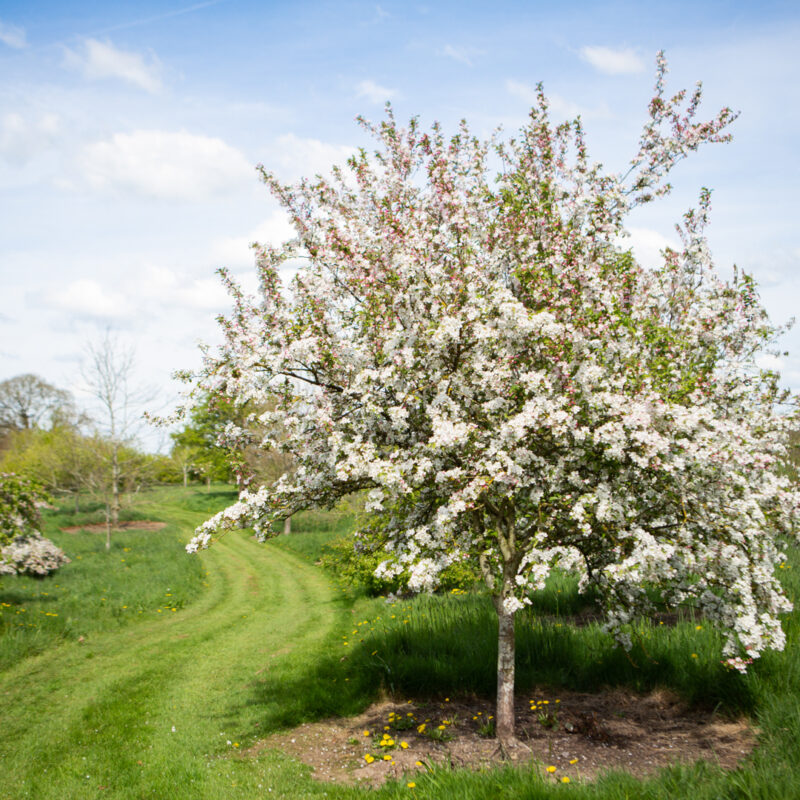 Fruit Trees for Small Gardens Frank P Matthews