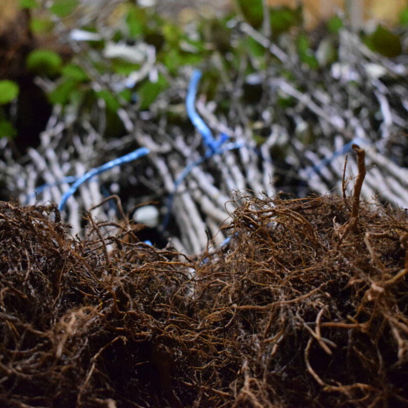 Caring For Bare Root Trees And Rootstocks