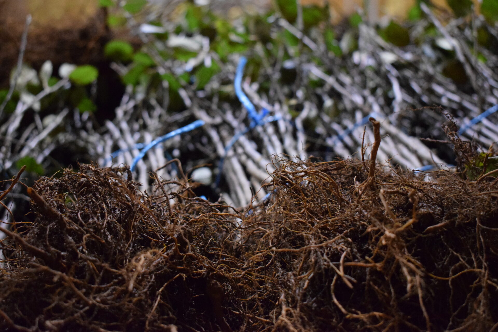 Caring For Bare Root Trees And Rootstocks