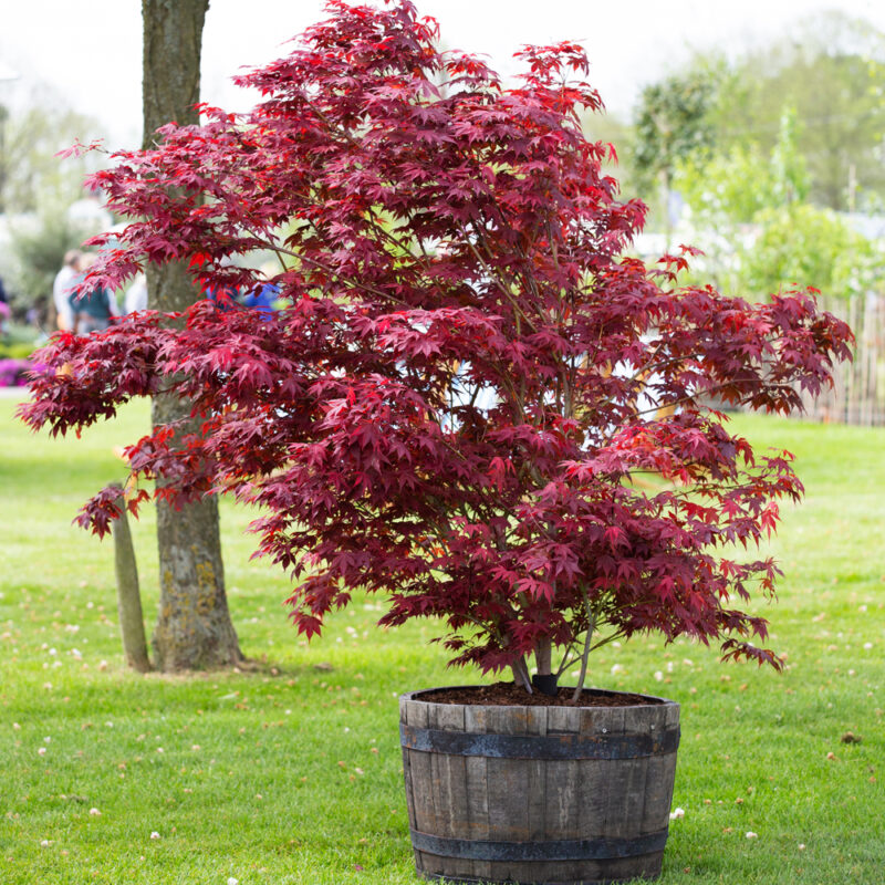 Keeping Trees in Pots 3