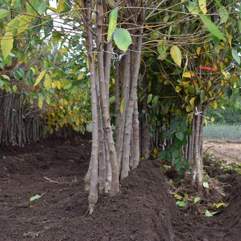 Rootstocks for Fruit | Fruit Trees | Frank P Matthews