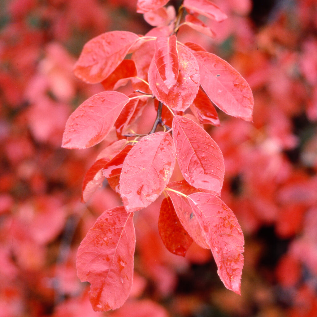 Trees for Autumn Colour Frank P Matthews Ornamental Trees