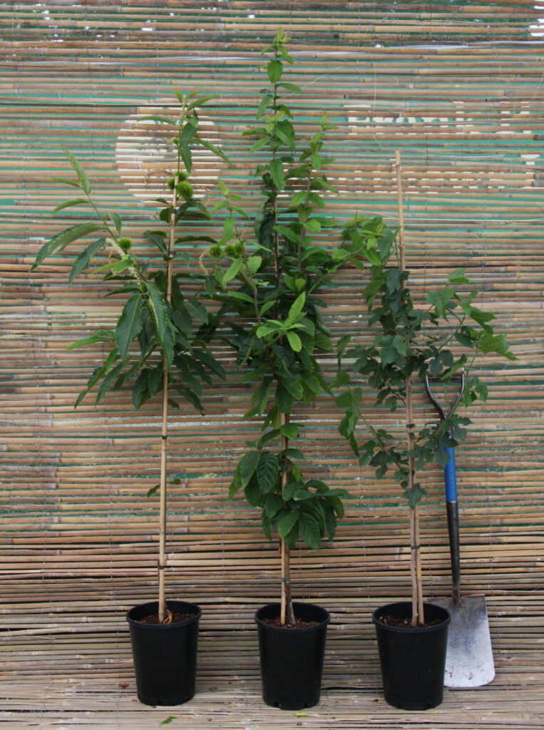 7L Fruit Container Tree