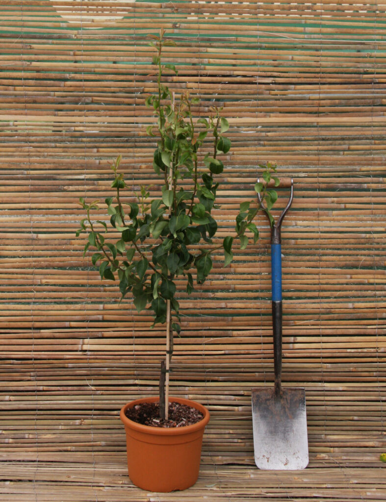 Terracotta Patio Tree