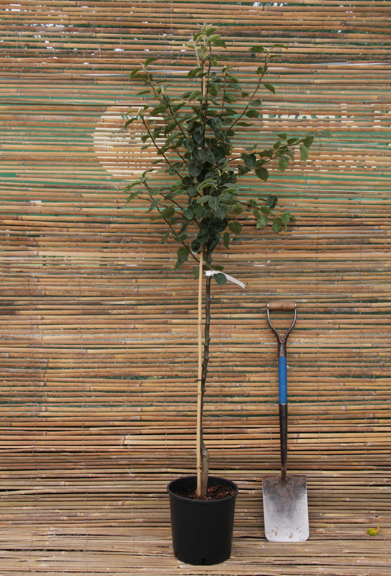 Fruit Trees Container Specifications Frank P Matthews