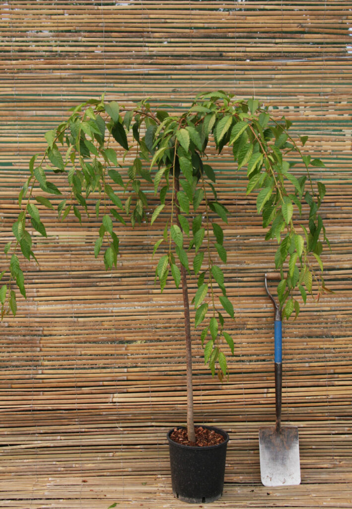 Container Tree 12 litre top worked