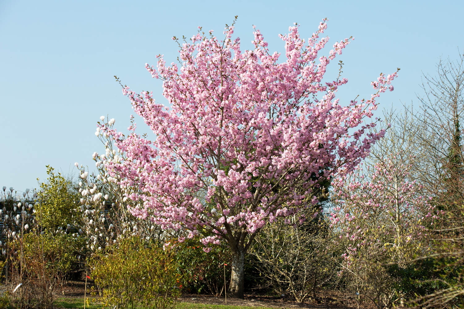 Ornamental Trees Container Specifications Frank P Matthews