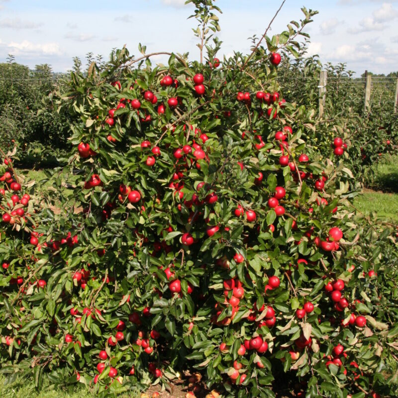 Traditional Standard Orchards 1