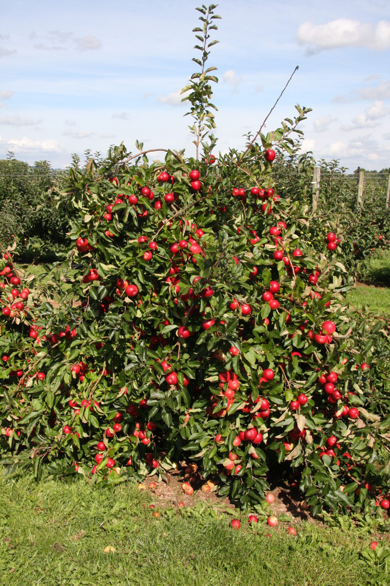 Traditional Standard Orchards 1