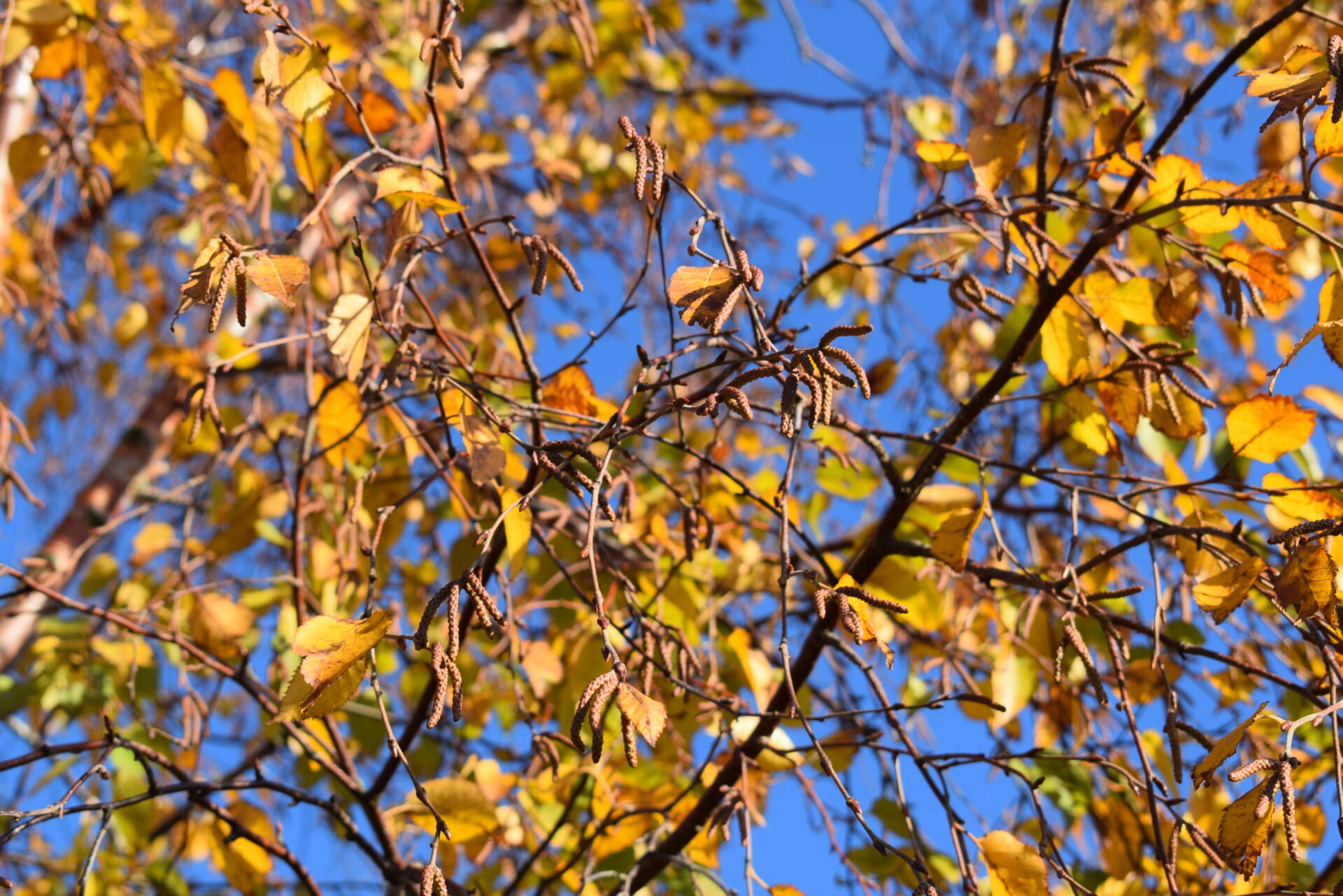 Trees for Autumn Colour 13