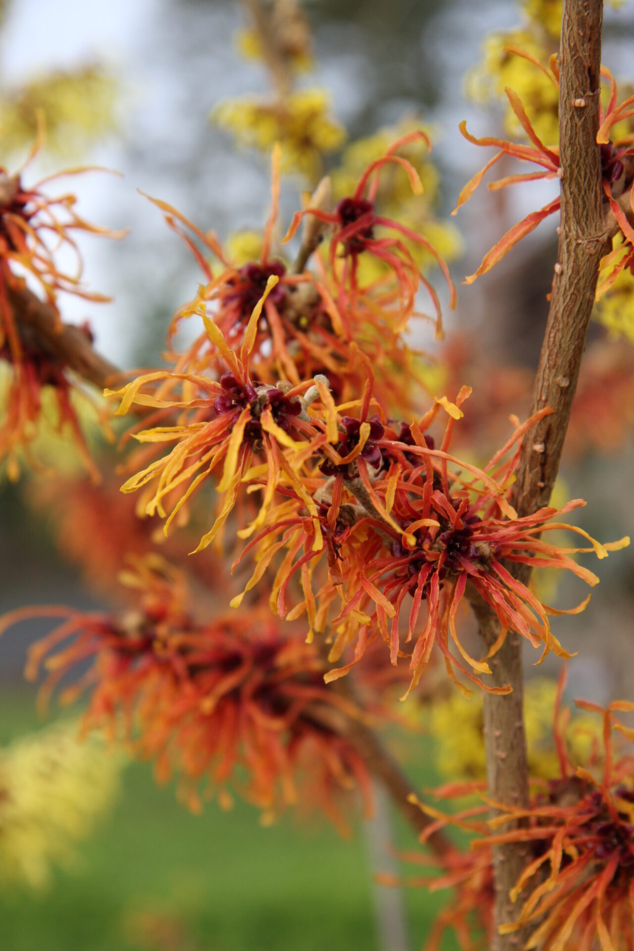 Trees for Autumn Colour 14