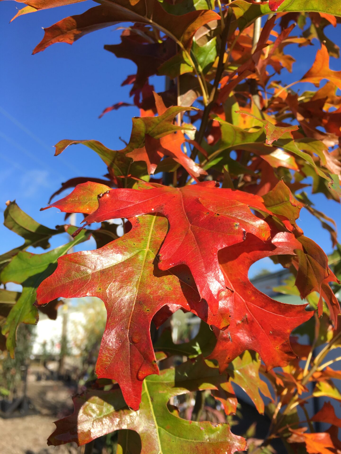 Trees for Autumn Colour 17