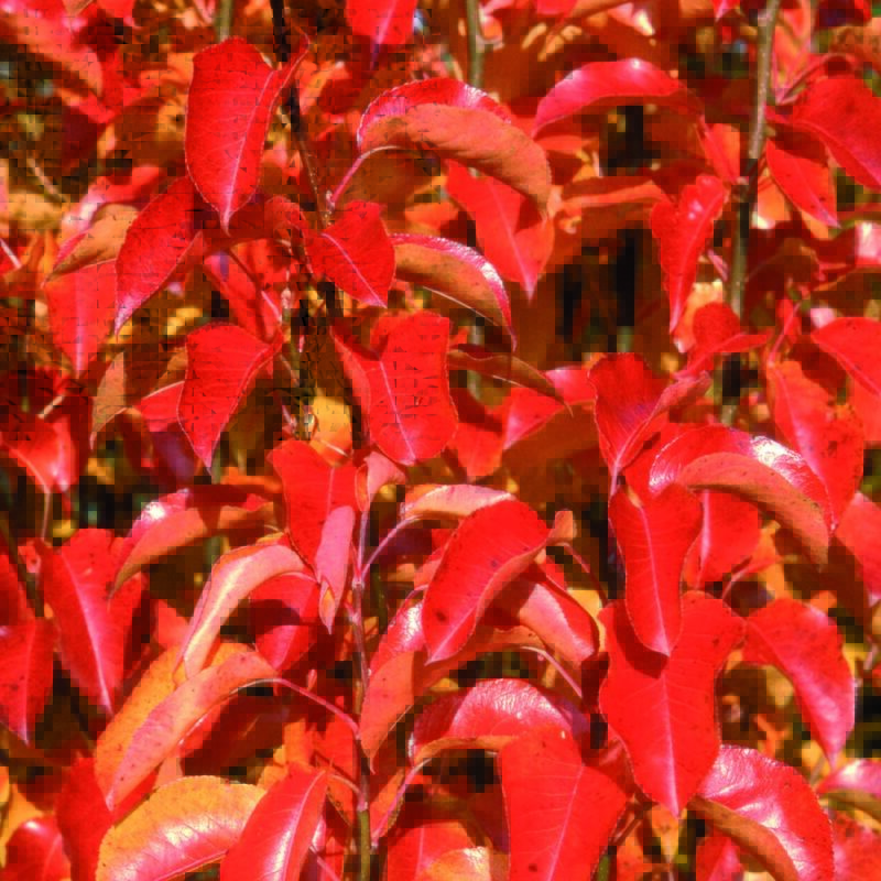 Trees for Autumn Colour 18