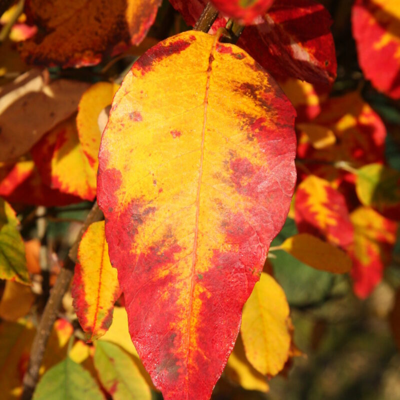 Trees for Autumn Colour 19