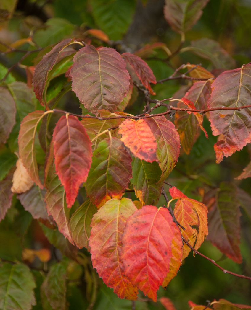 Trees for Autumn Colour 20