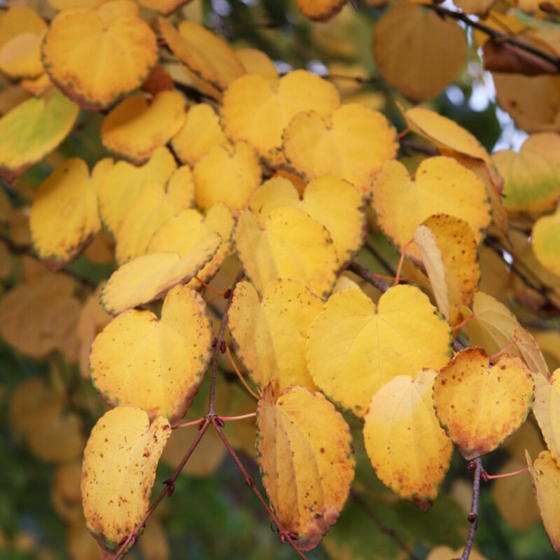 Trees for Autumn Colour 21