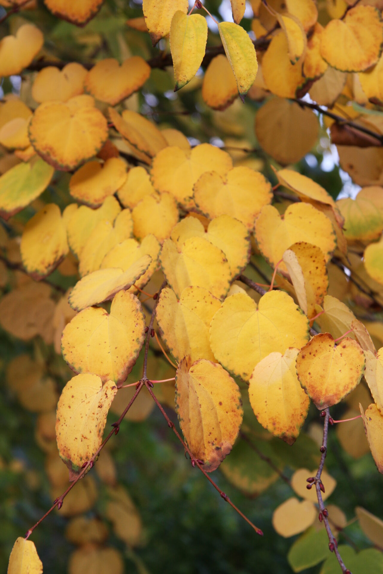 Trees for Autumn Colour 21