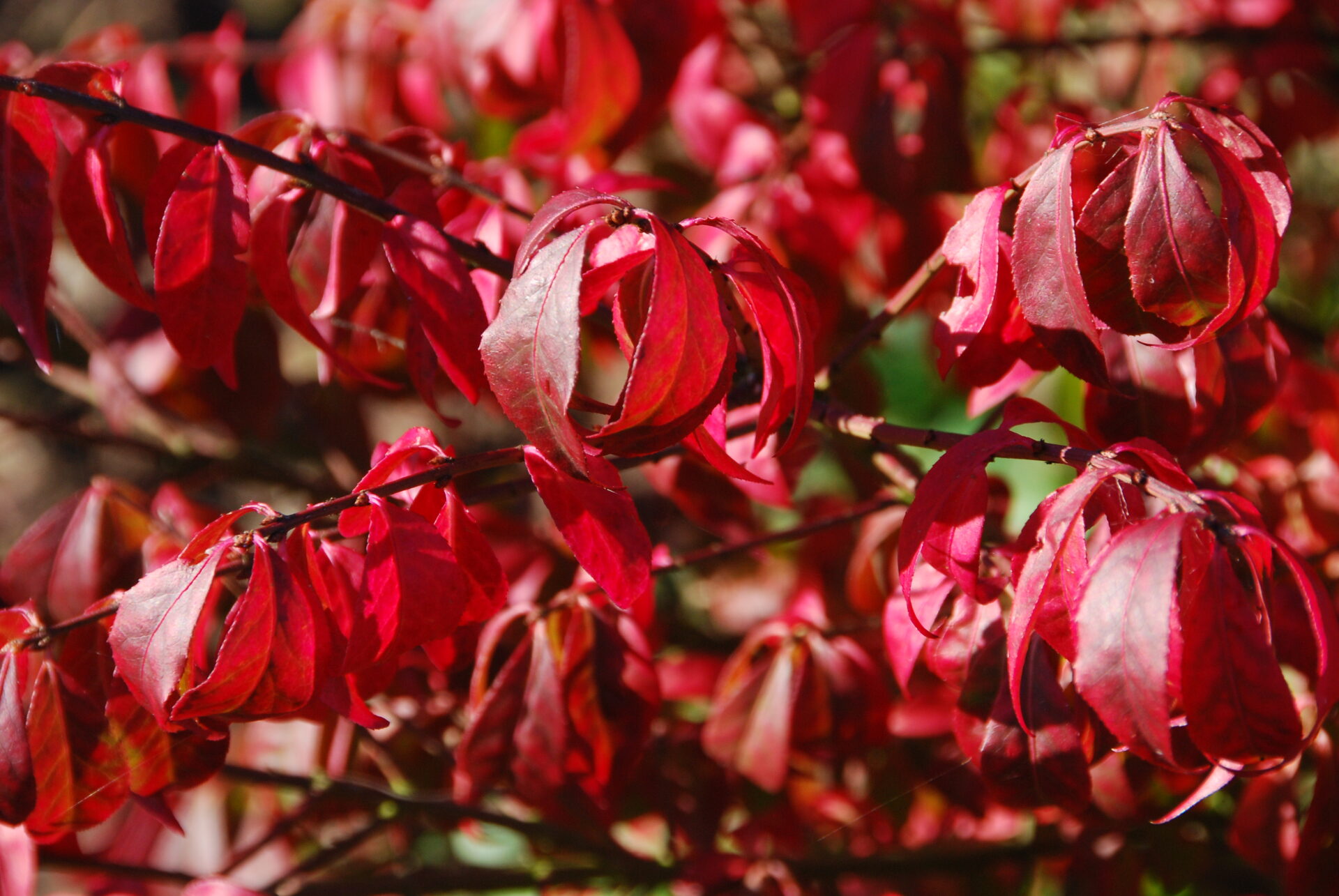 Trees for Autumn Colour Frank P Matthews Ornamental Trees