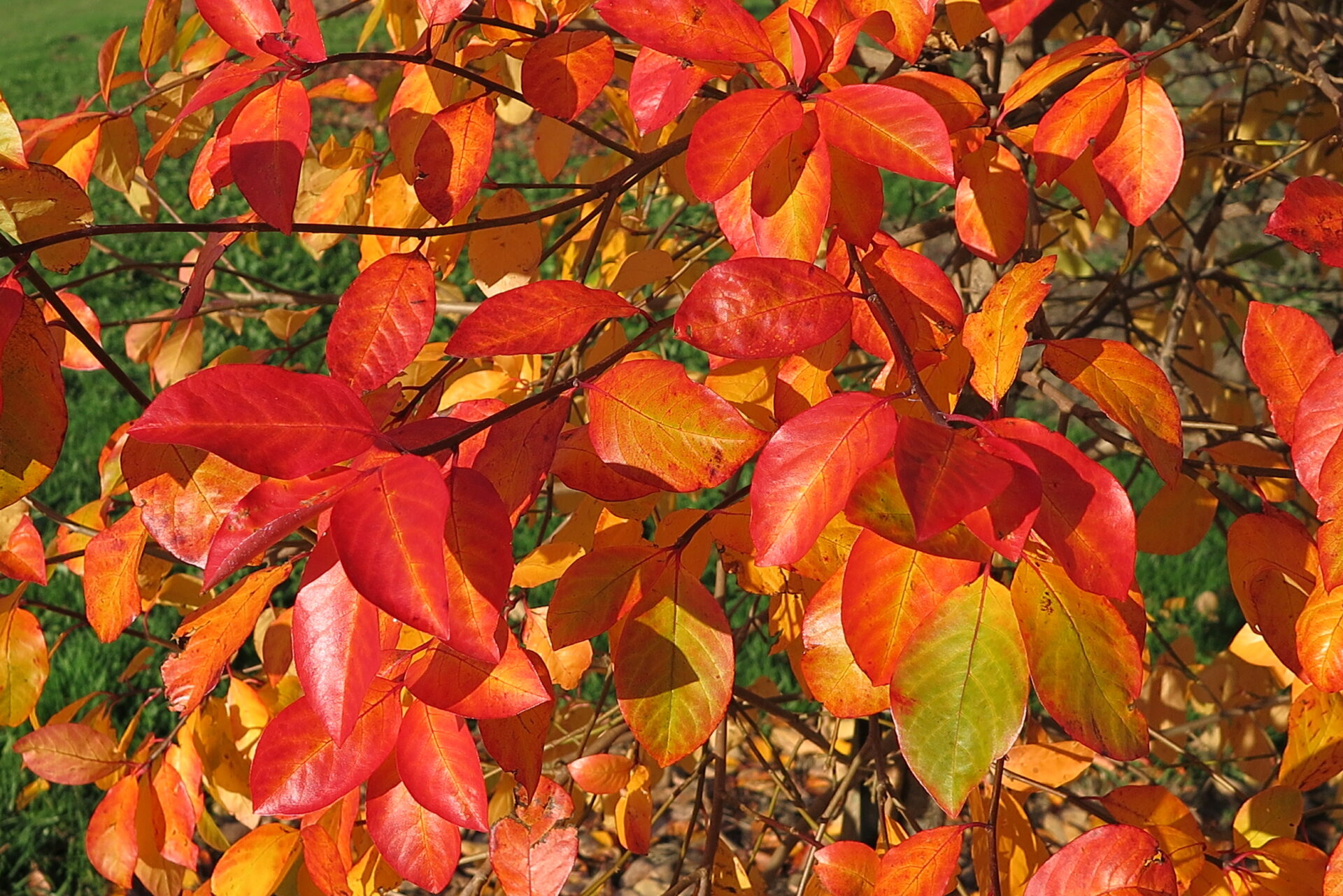 Trees for Autumn Colour 26