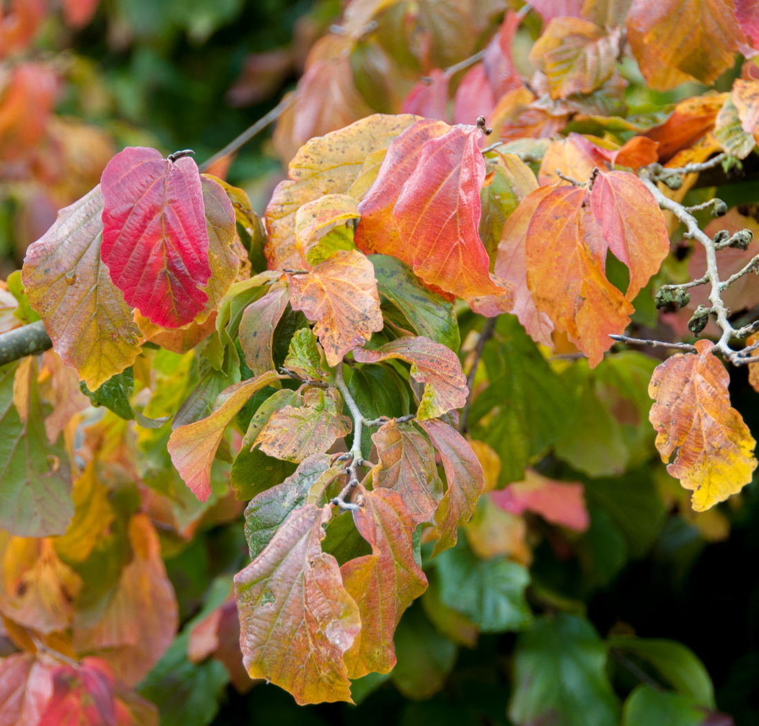 Trees for Autumn Colour 27