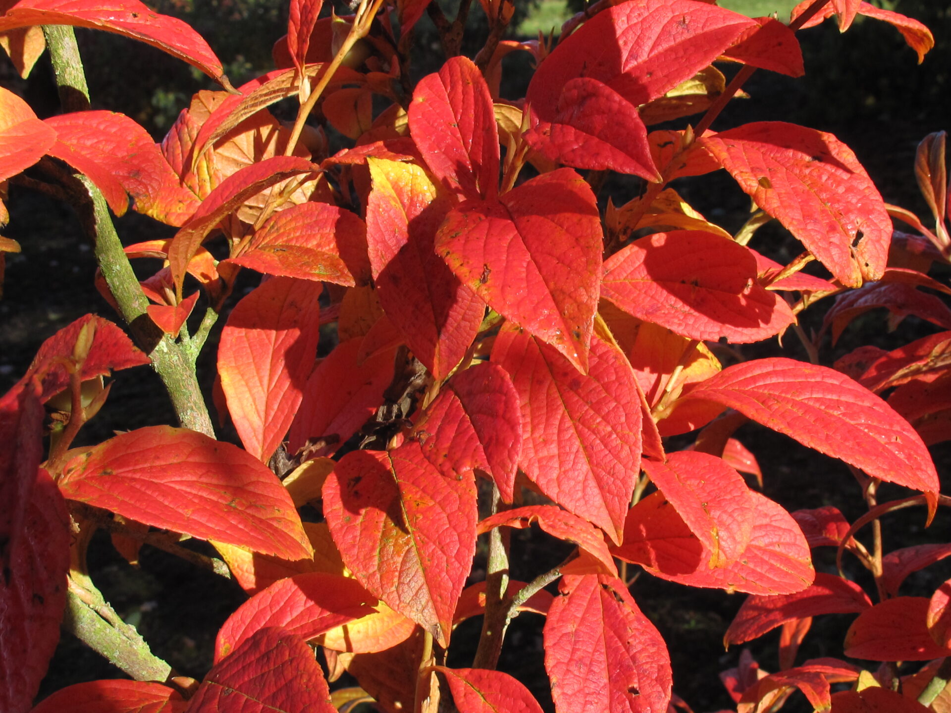 Trees for Autumn Colour 29