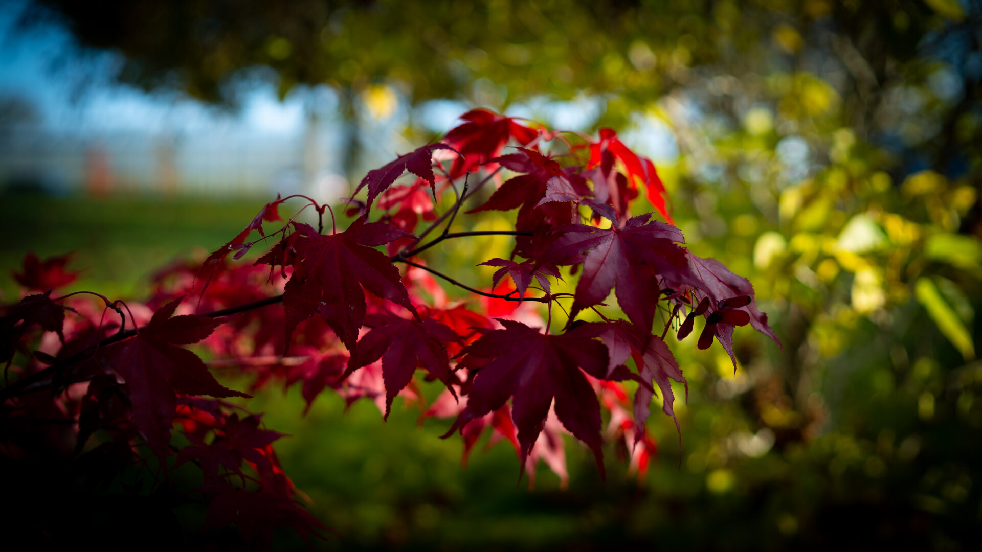 Trees for Autumn Colour 3