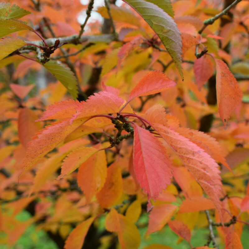 Trees for Autumn Colour 32