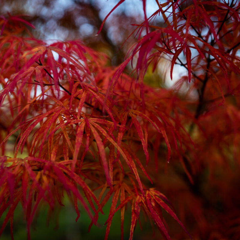 Trees for Autumn Colour 4