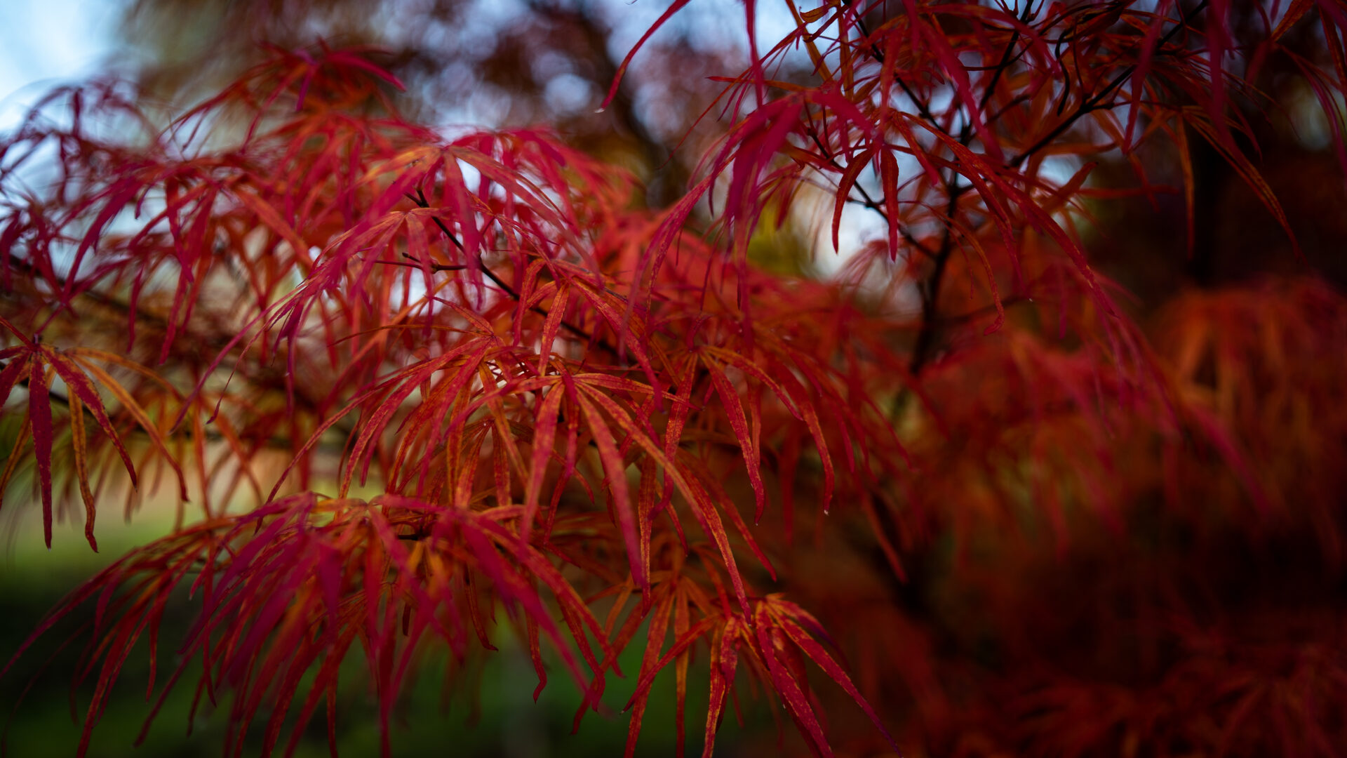 Trees for Autumn Colour 4