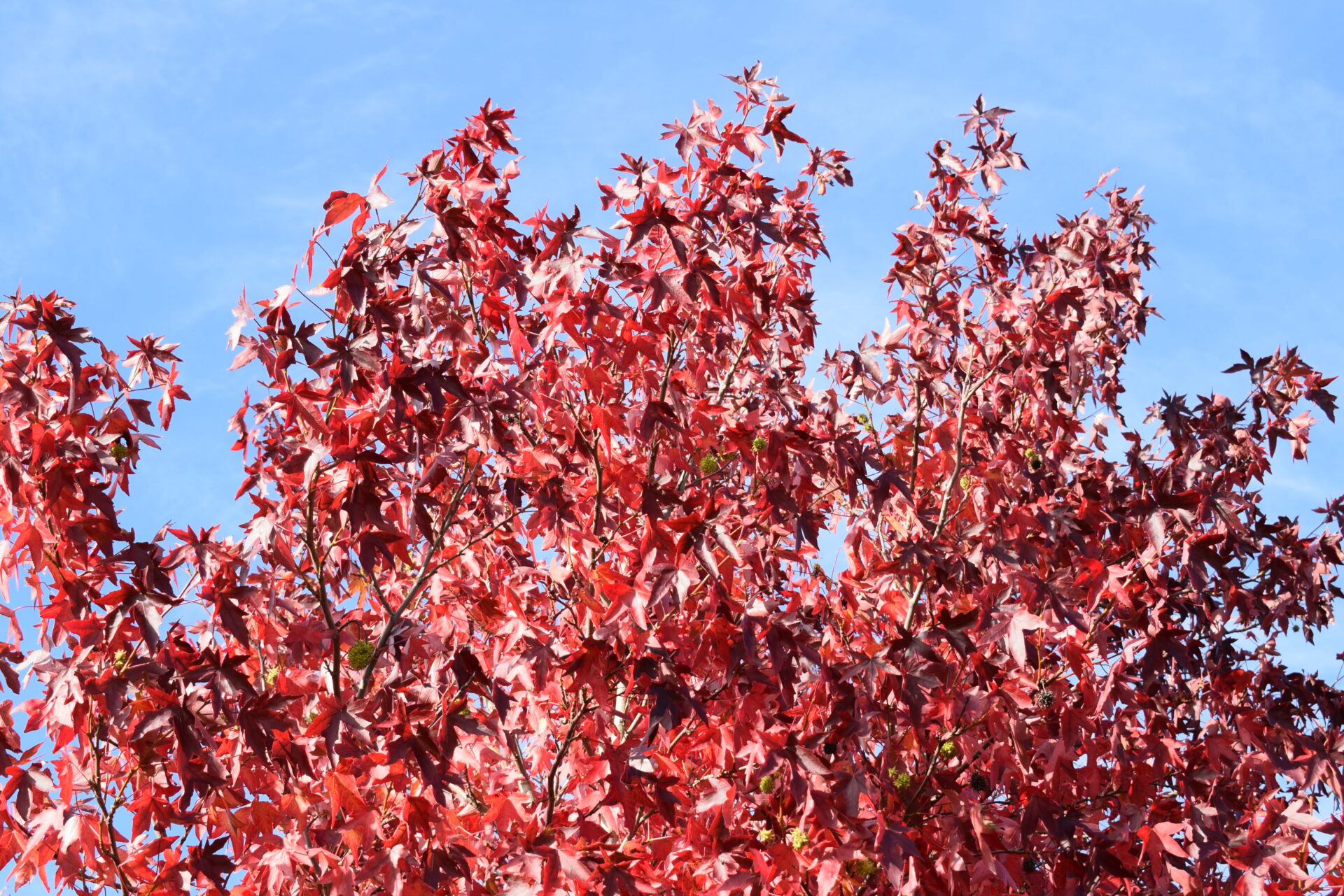Trees for Autumn Colour 7