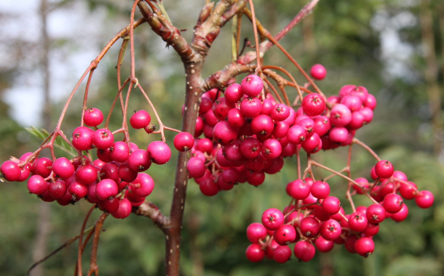 Trees For Birds Trees for Wildlife Frank P Matthews