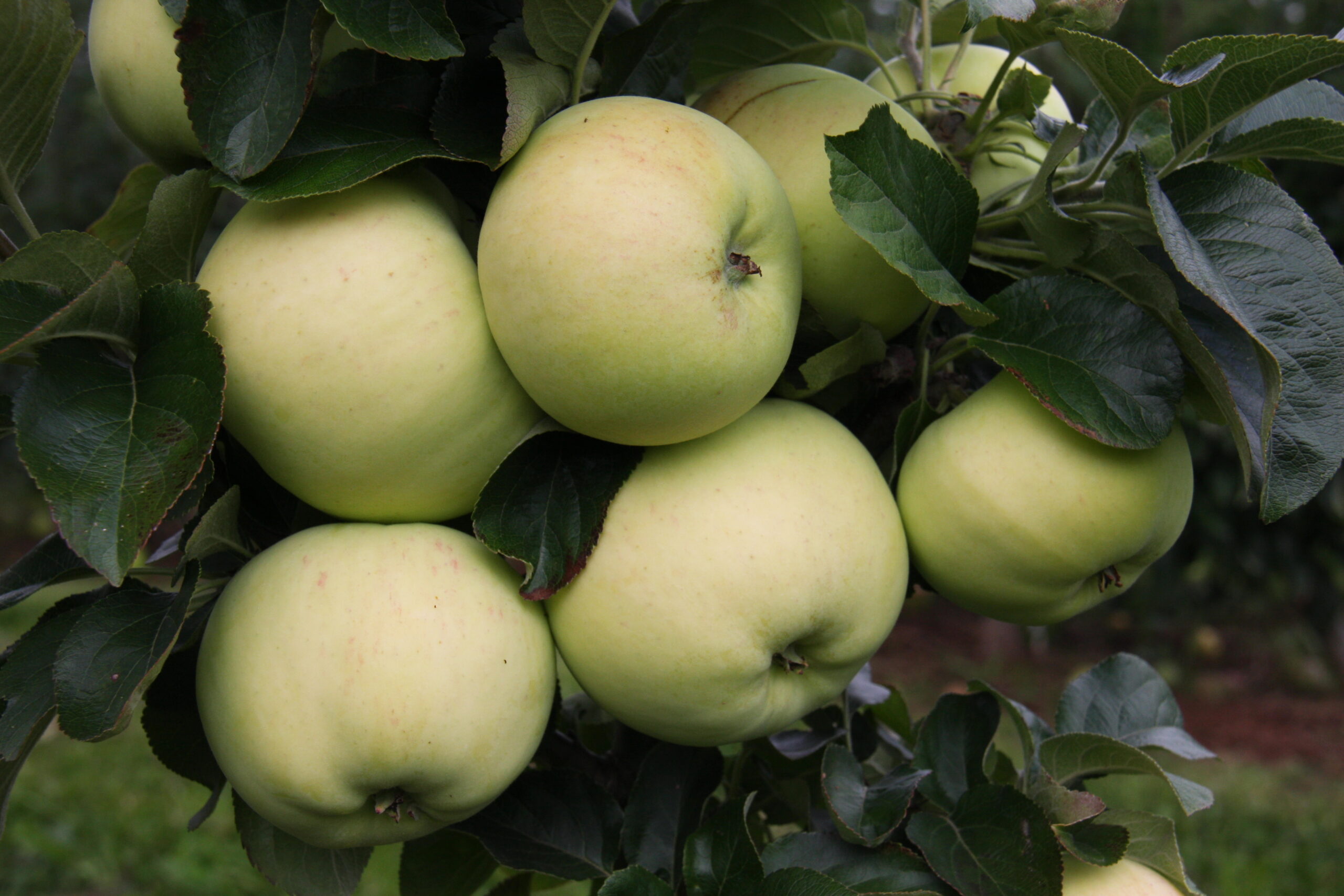 Heritage Fruit Trees Fruit Trees Frank P Matthews