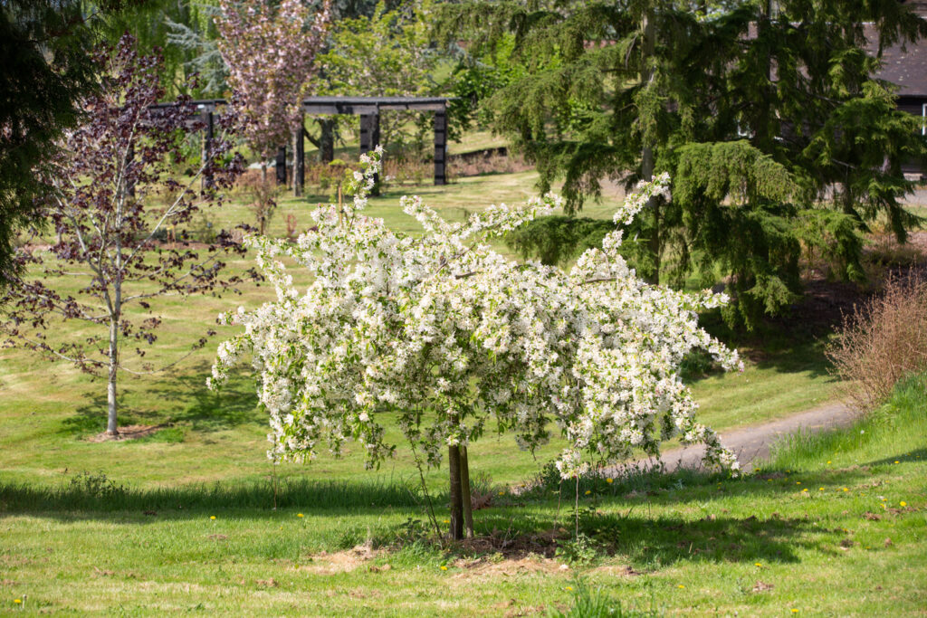 How to Prune Ornamental Trees Frank P Matthews