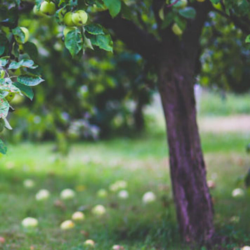 A complete Nursery Service for Top Fruit Growers