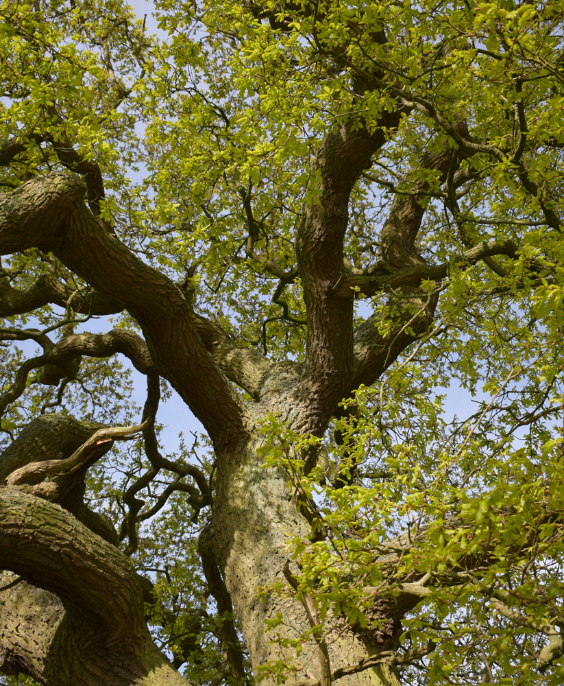 Trees for their Growing Habits