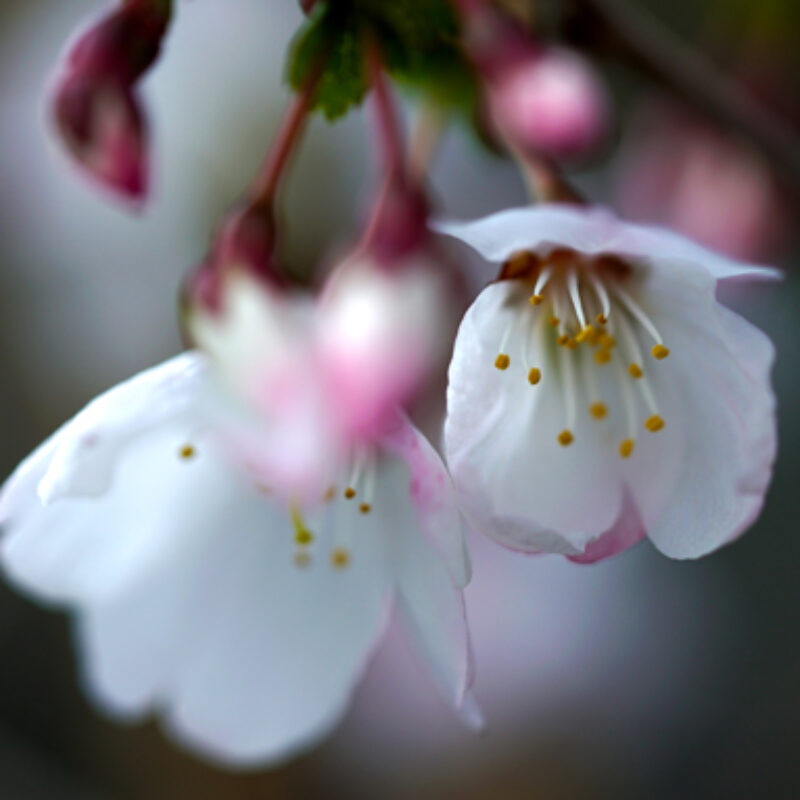 Short Film 'A Little Hint Of Spring'
