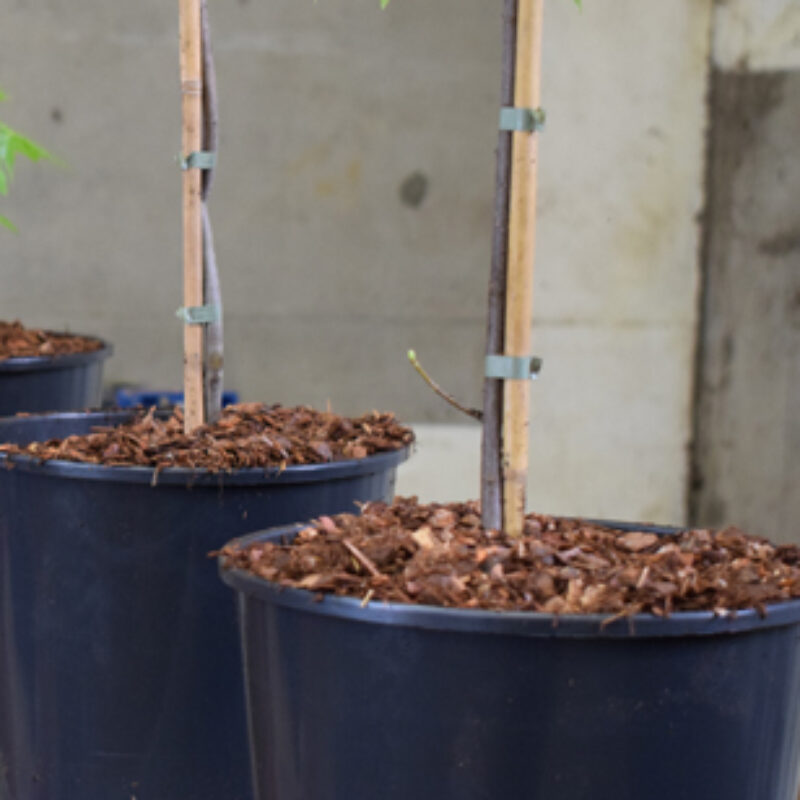 Potting 1