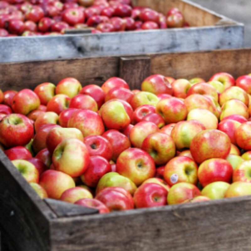Harvesting and storing fruit