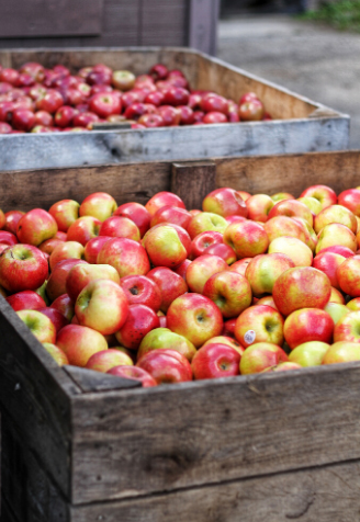 Harvesting and storing fruit