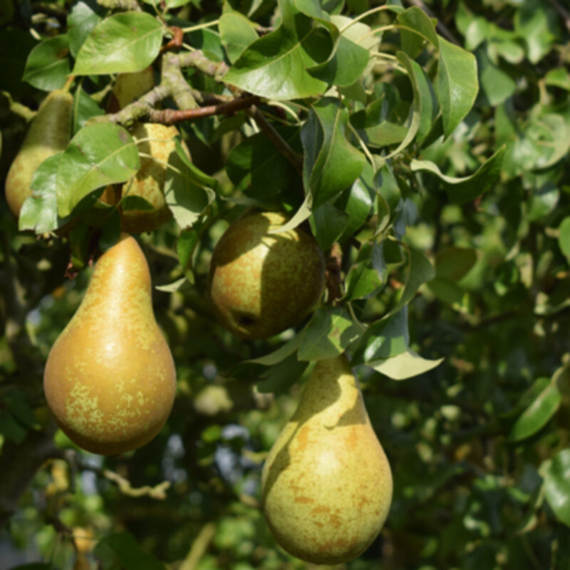 Commercial Apples, Pears and Pollinators