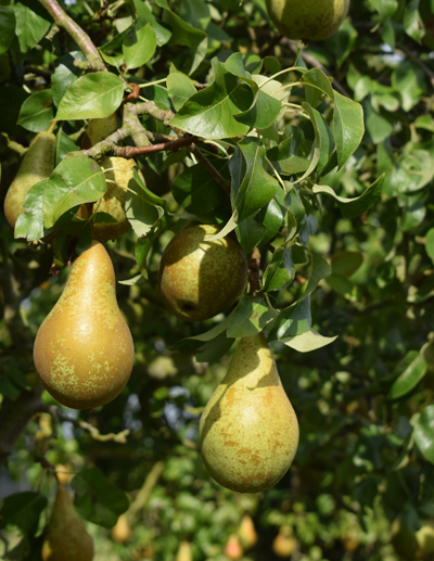 Commercial Apples, Pears and Pollinators