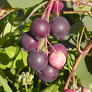 New Superfood Saskatoon Berries