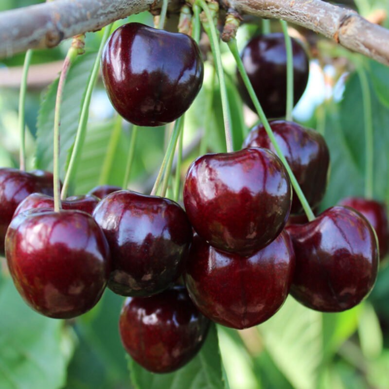 Sweet and Sour Cherries