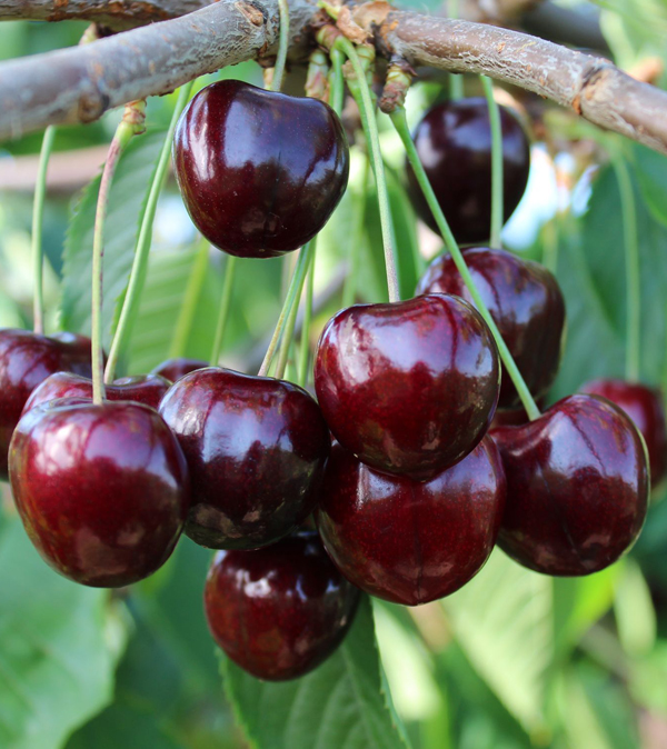 Sweet and Sour Cherries