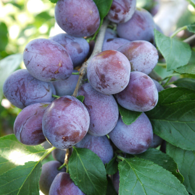 Plums, Gages, Damsons and Mirabelles