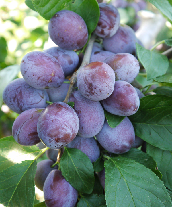 Plums, Gages, Damsons and Mirabelles