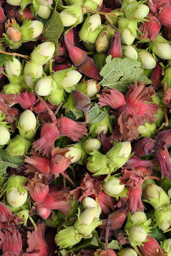 Hazel, Cobnuts, Walnuts and Chestnuts